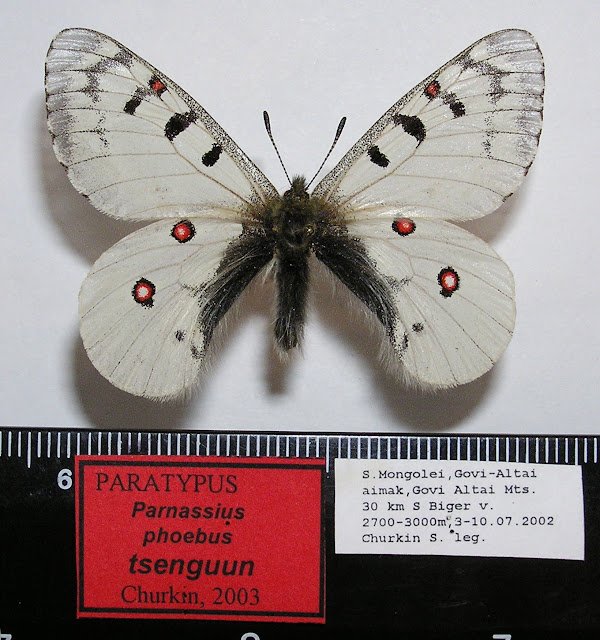 Parnassius phoebus tsenguun CHURKIN, 2003, mâle, paratype. Dist. de Govi-Altaï, SW de la Mongolie. Photo : R. Yakovlev