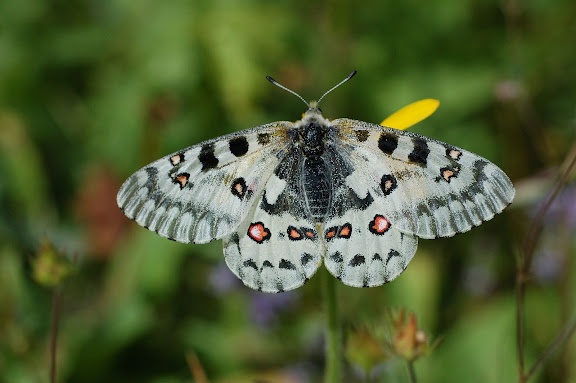 Parnassius (Parnassius) smintheus DOUBLEDAY, 1847. Brooklyn Lake (3000 m), Snowy Range Pass, Medecine Bow National Forest, Wyoming (USA). Photo : Meena. 
