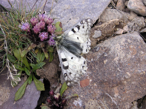 Parnassius (Parnassius) jacquemonti pamirus BANG-HAAS, 1927 (?) mâle. Mukur-Tchetchekty, 4500 m, N 38° 09.410' E 74° 22.461', Pamir oriental, Tadjikistan, 24 juillet 2007. Photo : F. Michel