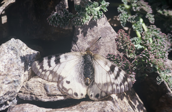 Parnassius (Koramius) staudingeri chitralica VERITY, 1911, femelle. Pakistan, Chitral, Zani Pass, 4100 m, 19 juillet 1997. Photo : J.-F. Charmeux