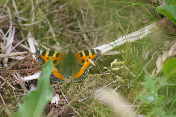 Aglais urticae LINNAEUS, 1758. Hautes-Lisières (Rouvres, 28), 10 juin 2010. Photo : J.-M. Gayman