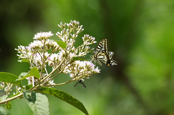 Papilio xuthus, LINNAEUS, 1767, mâle. Cang Shan (2400 m) au-dessus de Xizhou (Yunnan), 6 août 2010. Photo : J.-M. Gayman