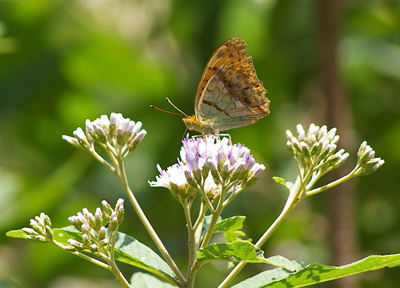 Argyronome laodice rudra MOORE, 1858. Cang Shan (2400 m) au-dessus de Xizhou (Yunnan), 6 août 2010. Photo : J.-M. Gayman