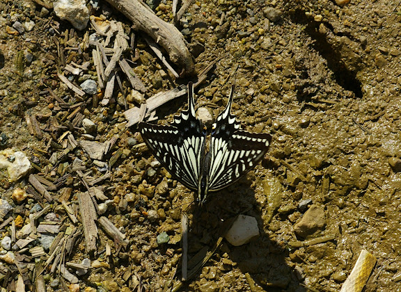 Papilio xuthus LINNAEUS, 1767. Xizhou, 2100 m (Yunnan), 6 août 2010. Photo : J.-M. Gayman