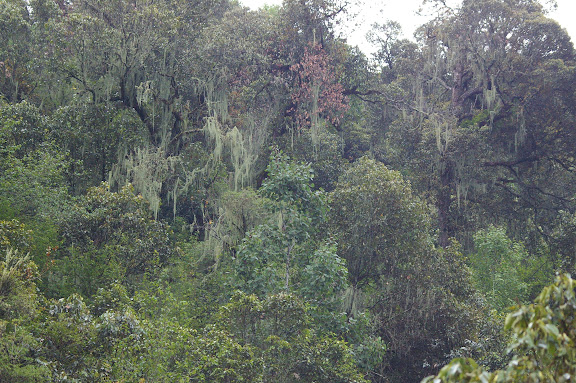 La forêt à 3000 m. Ouest de Shaxi, 10 août 2010. Photo : J.-M. Gayman
