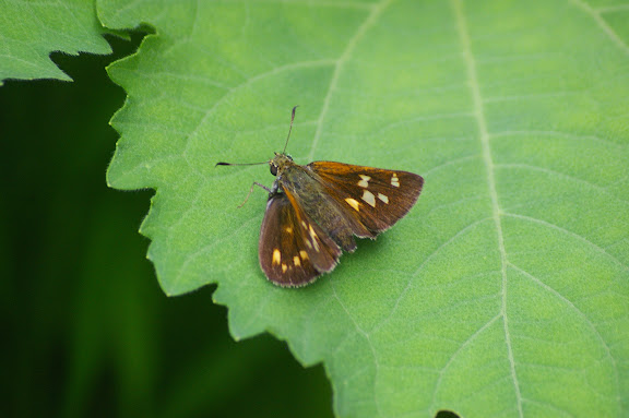 Ochlodes bouddha MABILLE, 1876. Shaxi (Yunnan), 12 août 2010. Photo : J.-M. Gayman