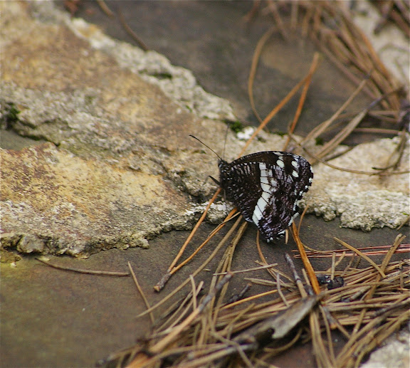 Aulocera brahminoides MOORE 1896. Yulong (3250 m), au Nord de LIjiang (Yunnan), 17 août 2010. Photo : J.-M. Gayman
