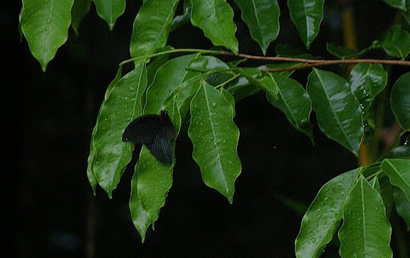 Papilio memnon agenor LINNAEUS, 1758, mâle se protégeant de la pluie. Jinghong (Xichuangbanna, Yunnan), 28 août 2010. Photo : J.-M. Gayman