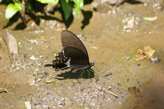 Papilio polytes LINNAEUS, 1758, mâle. Lac Lashi (2400 m, ouest de Lijiang, Yunnan), 16 août 2010. Photo : J.-M. Gayman