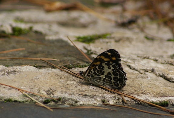 Tatinga thibetanus tonpa YOSHINO, 1998. Yulong (2700 m), au Nord de LIjiang (Yunnan), 17 août 2010. Photo : J.-M. Gayman