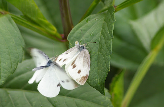 Couple de Pieris rapae yunnaensis MELL (mâle à gauche) (2100 m). Shaxi (Yunnan), 12 août 2010. Photo : J.-M. Gayman