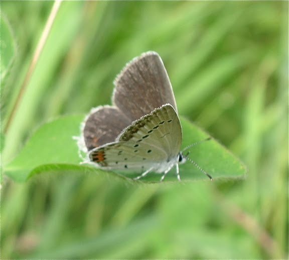 Rhopalocères de l'Oussouri (Primorye) - Everes (Cupido) argiades seitzi WNUKOWSKY, 1928, femelle. 6 km au sud d'Anisimovka, 21 juillet 2010. Photo : J. Michel
