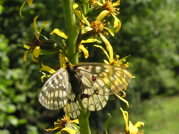 Parnassius (Driopa) eversmanni MÉNÉTRIÈS, 1855, femelle. 10 km au nord de Krasnorechenskij près de Dal'negorsk, 25 juillet 2010. Photo : J. Michel