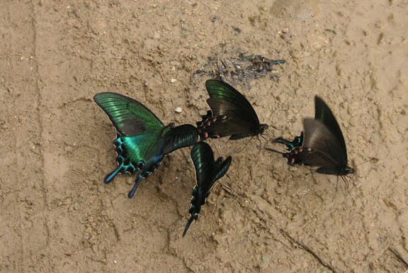 Papilio maackii MÉNÉTRIÈS, 1859. 6 km au sud d'Anisimovka, 20 juillet 2010. Photo : J. Michel