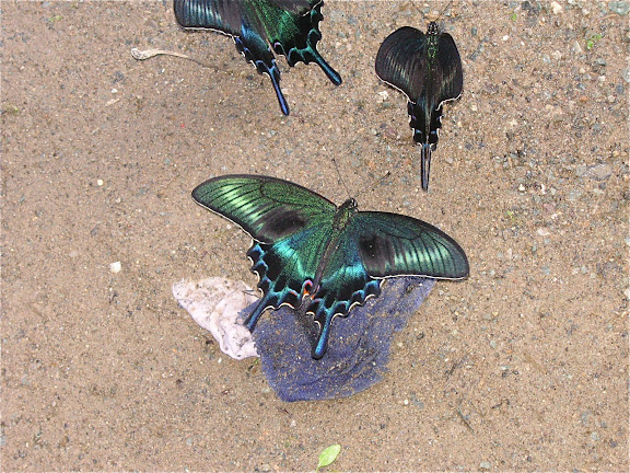 Papilio maackii MÉNÉTRIÈS, 1859. 6 km au sud d'Anisimovka, 20 juillet 2010. Photo : J. Michel