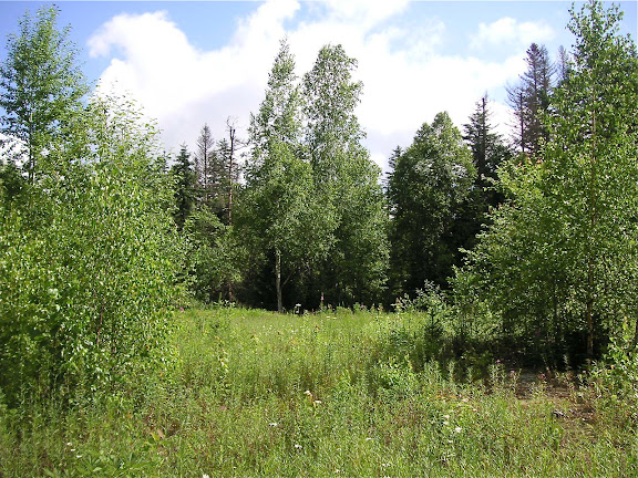 Rhopalocères de l'Oussouri (Primorye) - 10 km au nord de Krasnorechenskij près de Dal'negorsk, 25 juillet 2010. Photo : J. Michel