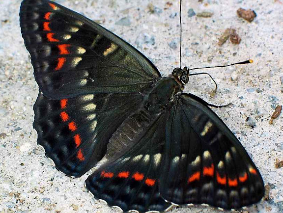 Seokia (Limenitis) pratti eximia, MOLTRECHT, 1909, endémique des Mts Sikhota Alin. Oussouri (Primorskoe oblast), juin 2004. Photo : N. N. Balatskij