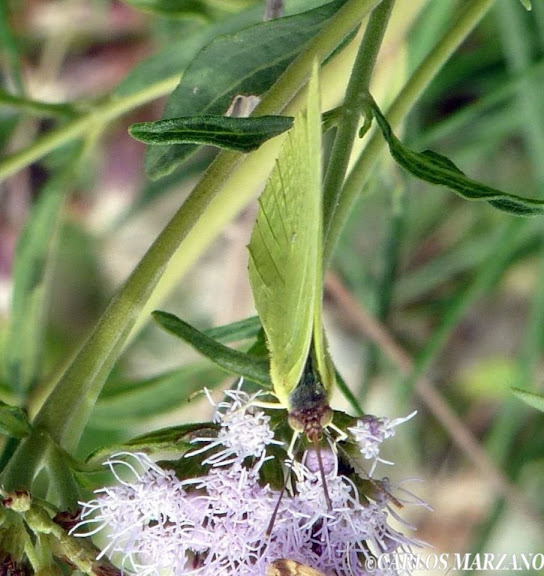 Zerene cesonia STOLL, 1790. Merlo, Prov. de San Luis, (Argentina), Febrero 2010. Foto : Carlos Marzano