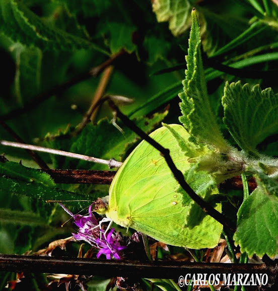 Phoebis sennae marcellina CRAMER, 1767. Foto tomada en Febrero 2010, Merlo, Prov. de San Luis, Argentina. Carlos Marzano
