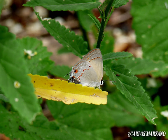 Strymon rufofusca HEWITSON, 1877. Merlo, Prov. de San Luis, Argentina, Febrero 2010. Photo : Carlos Marzano