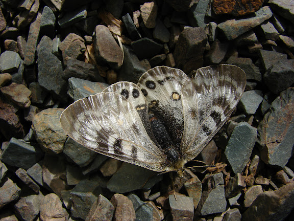 Parnassius delphius namangamus ELWES, 1886. Alabel Pass, 3300 m (Kyrgyzistan), 28 juin 2006. Photo : E. Zinszner