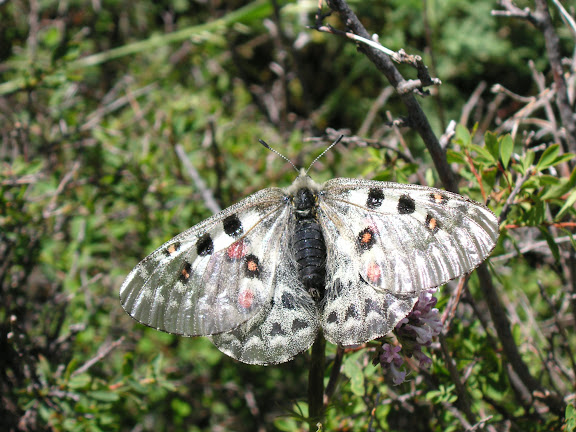 Parnassius tianschanicus tianschanicus OBERTHÜR, 1879, Kyzyl Aksuu (2700 m), Kungej Alatau, Kyrgyzistan (5 juillet 2006). Photo : J. Michel