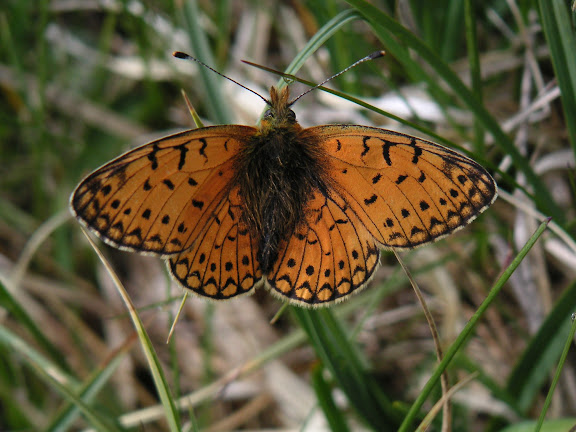 Clossiana hegemone STAUDINGER, 1881. Haute vallée de la rivière Ottuk au SE du col Chongashuu (Karakol E), Terskei Ala Too, Kirghizstan, 7 juillet 2006. Photo : F. Michel