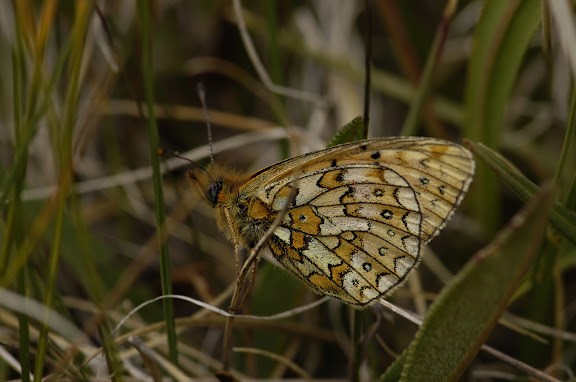 Clossiana hegemone STAUDINGER, 1881. Kara Say (Koksaal Alatau, Tian Shan), 11 juillet 2006. Photo : B. Lalanne-Cassou