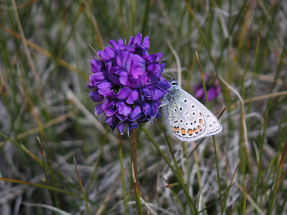 Polyommatus eros vasilyi TSHIKOLOVETS, 1995, sur sa plante nourricière (?), vallon au SE de Kara Say, Mts Borkoldoy (Koksaal Alatau), Kirghizstan, 12 juillet 2006. Photo : F. Michel