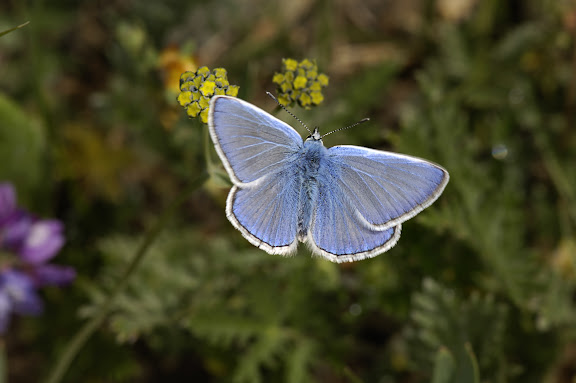 Polyommatus icarus bienerti BALINT, [1993]. Kichi Kara Kuchur (2600 m) au Sud de la Dolon Pass, 16 juillet 2006. Photo : B. Lalanne-Cassou