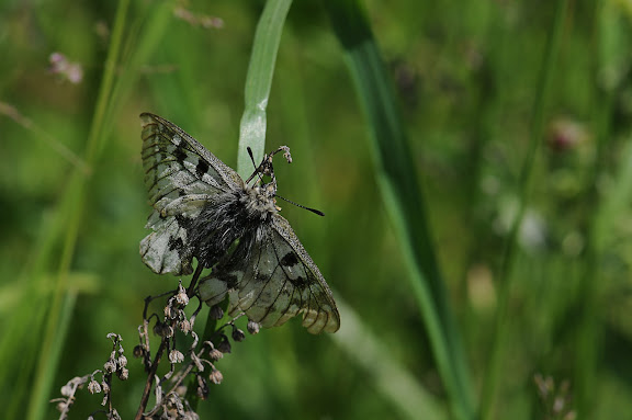 Parnassius phoebus phoebus FABRICIUS, 1798. Shebalino (900 m), 6 juillet 2010. Photo : B. Lalanne-Cassou