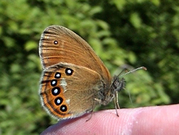 Coenonympha hero LINNAEUS, 1761, femelle - Monts Sinyi. Photo : N. N. Balatskij