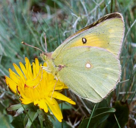 Colias thisoa MÉNÉTRIÈS, 1832. Versant sud des Monts Yuzhno-Chuiskij entre les rivières Chikty et Akbul (2700 m), haute vallée de la Dzhazator, Kosh-Agach, 12 juillet 1998. Photo : O. Kosterin
