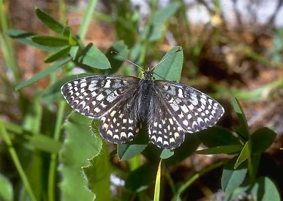 Melitaea latonigena altaica GRUM-GRSHIMAÏLO, 1893. Versant sud (2000 m) des Monts Yuzhno-Chuiskij, haute vallée de la Dzhazator, Kosh-Agach, 15 juillet 1998. Photo : O. Kosterin