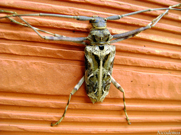 Lépidoptères de Pitangui au Minas Gerais - Cerambycidae : Acanthodererini : Macropophora accentifer OLIVIER, 1795. Pitangui (MG, Brésil), 26 octobre 2009. Photo : Nicodemos Rosa