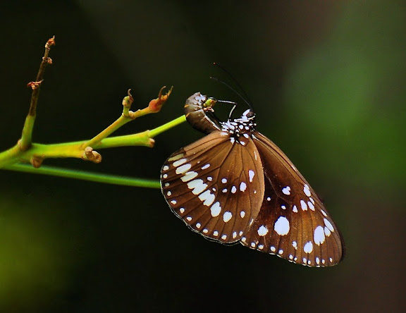 Euploea core corinna MACLEAY, 1826. Pearl Beach (New South Wales, Australie), 27 janvier 2011. Photo : Barbara Kedzierski