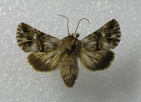 Noctuidae : Cuculliinae : Calophasia lunula HUFNAGEL, 1766. Femelle ex-larva, X. Mérit cult., Palaiseau (91), 7-8 juillet 2010. Photo : X. Mérit.