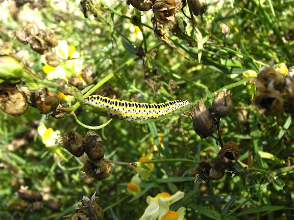 Chenille en L4 de Calophasia lunula HUFNAGEL, 1766. Palaiseau (91), 1er juin 2010. Photo : X. Mérit