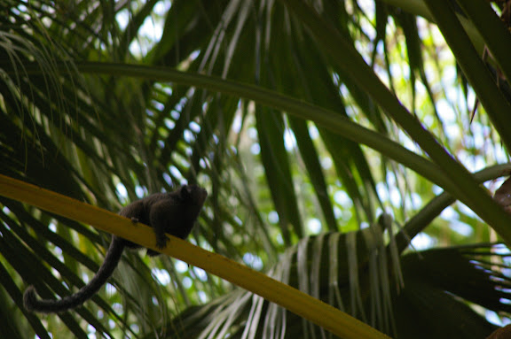 Petit singe. Abrâo (Ilha Grande, RJ), 19 février 2011. Photo : J.-M. Gayman