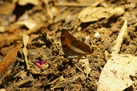 Adelpha malea goyama SCHAUS, 1902. Caçandoca (Ubatuba, SP), 21 février 2011. Photo : J.-M. Gayman