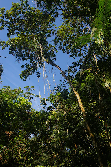La forêt dans la Fazenda d'Arariba (Ubatuba, SP), 22 février 2011. Photo : J.-M. Gayman