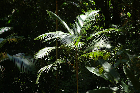 Dans la forêt près d'Arariba (Ubatuba, SP), 22 février 2011. Photo : J.-M. Gayman
