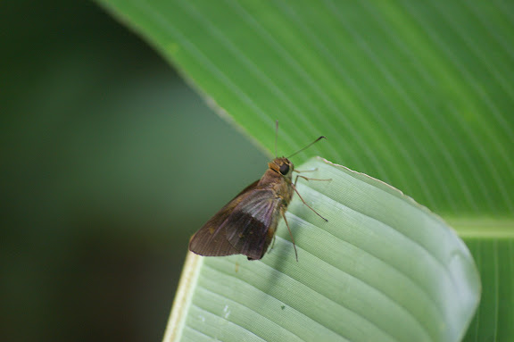 Saliana antoninus LATREILLE, [1824]. Caçandoca (Ubatuba, SP), 23 février 2011. Photo : J.-M. Gayman