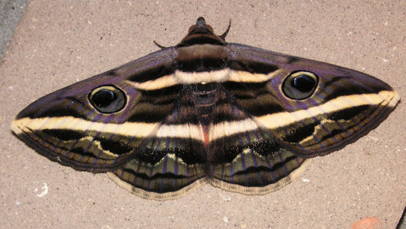 Hétérocères d'Australie - Noctuidae : Catocalinae : Donuca rubropicta BUTLER, 1874. Près de Kyogle (NSW), 27 décembre 2004. Photo : J. Michel