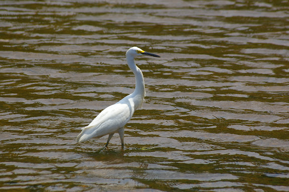 Héron dans la rivière d'Itamambuca. 14 février 2011. Photo : J.-M. Gayman