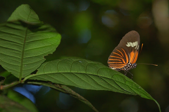 Heliconiini : Heliconius xanthocles ?. Explorer's Inn, Tambopata (Madre de Dios, Pérou), 31 décembre 2010. Photo : Meena