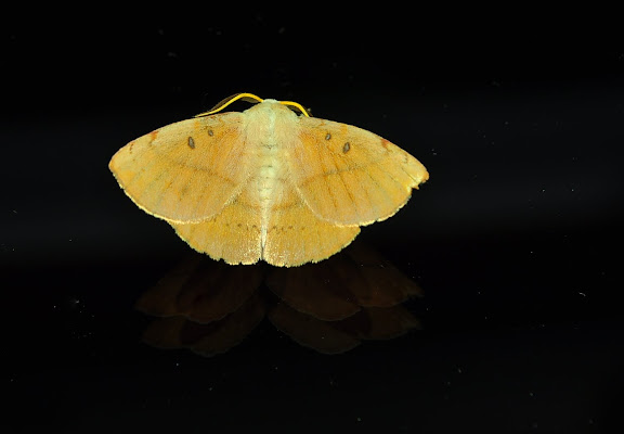 Anthelidae : Anthelinae : Anthela acuta WALKER, 1855. Umina Beach (New South Wales, Australie), 26 mars 2011. Photo : Barbara Kedzierski