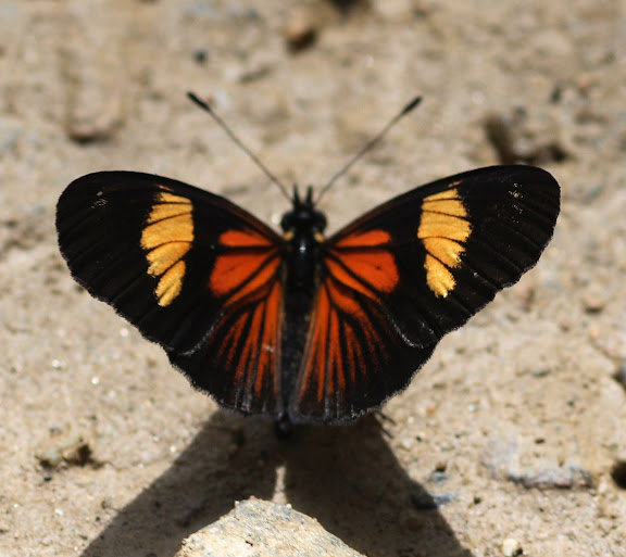 Melitaeini : Castilla perilla HEWITSON, 1852. Route de Manu (Madre de Dios), Pantiacolla Lodge, 11 décembre 2008. Photo : Benoit Nabholz