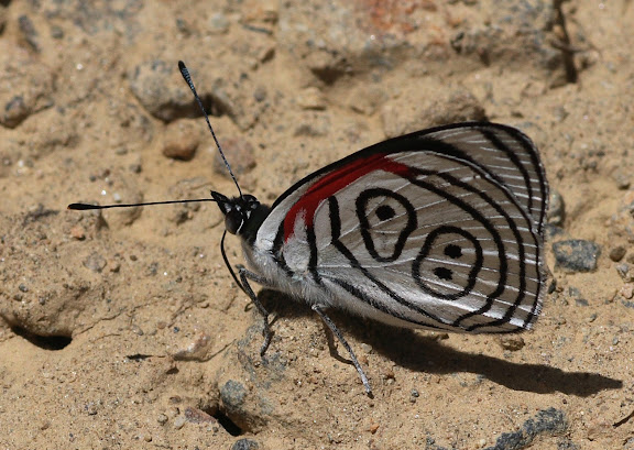 Biblidini : Diaethria clymena peruviana GUENÉE, 1872. Route de Manu (Madre de Dios), Pantiacolla Lodge, 11 décembre 2008. Photo : Benoit Nabholz