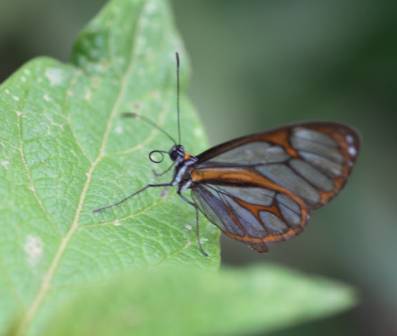 Ithomiinae. Route de Manu (Madre de Dios), Pantiacolla lodge, 11 décembre 2008. Photo : Benoit Nabholz